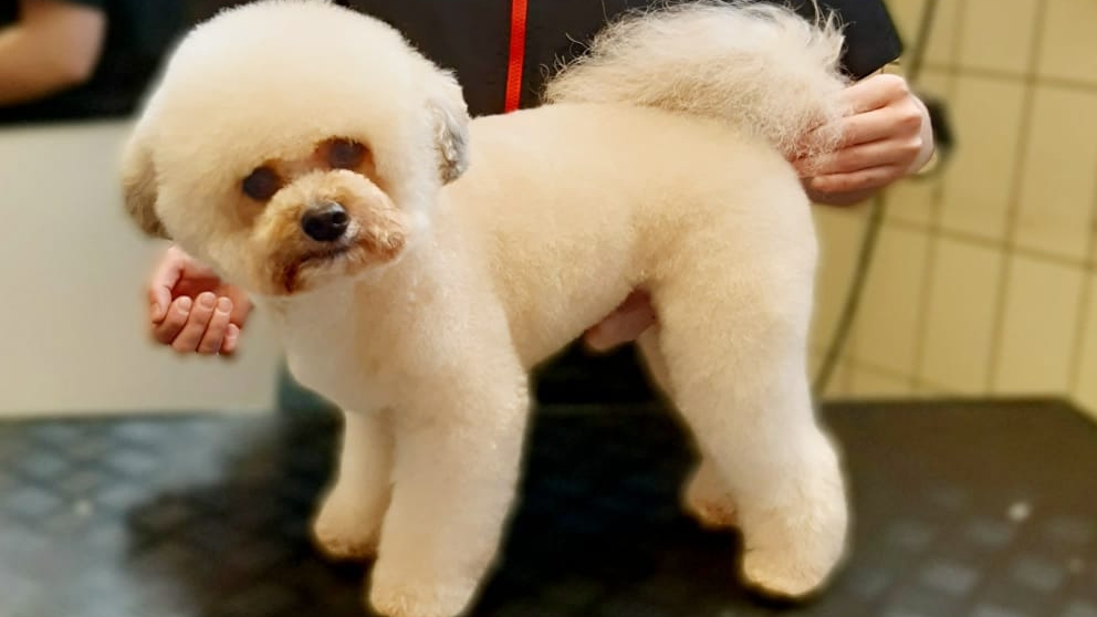 Witte krulhond staat net getrimd op de trimtafel, de handen van Linda bij de schouder