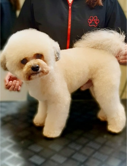 Dezelfde witte hond na de trimbeurt, kort en netjes geknipt