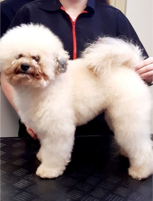 Witte hond voor de trimbeurt, met lange pluizige vacht