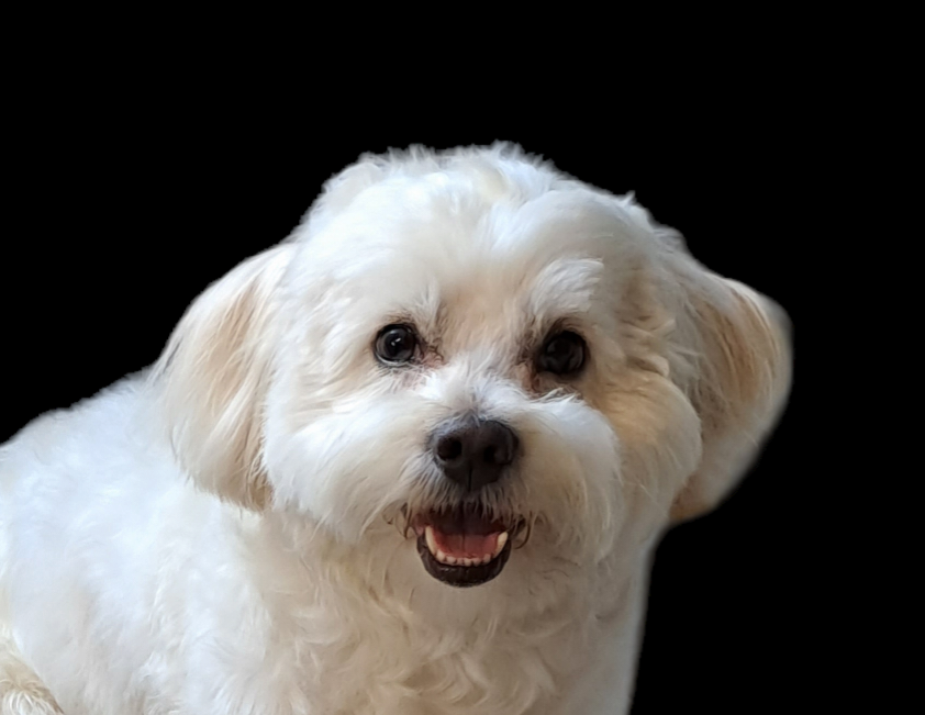 Portret van een kleine witte hond met open bek, tegen een zwarte achtergrond