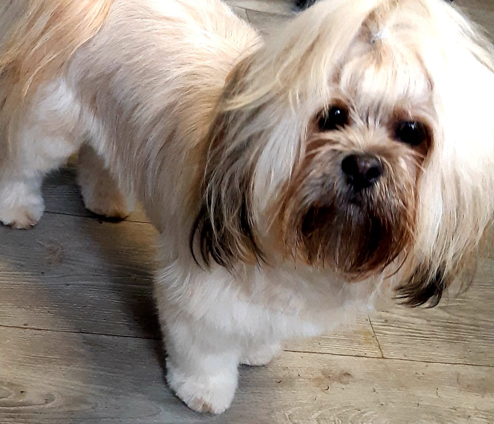 Een shih tzu met lange lichte vacht en een speldje in het haar, op de houten vloer van de salon