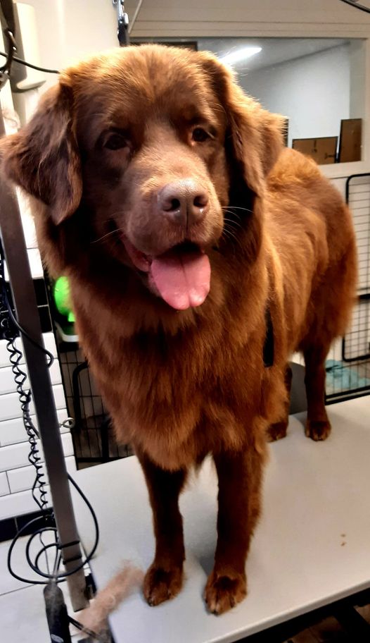 Grote bruine hond met de tong uit de bek, staand op de trimtafel